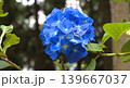 梅雨のイメージ写真 紫陽花	 139667037