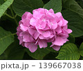 梅雨のイメージ写真 紫陽花	 139667038