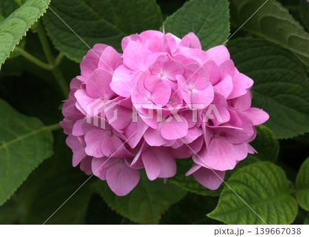 梅雨のイメージ写真 紫陽花 梅雨のイメージ写真 紫陽花 139667038