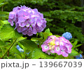 梅雨のイメージ写真 紫陽花	 139667039