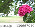 梅雨のイメージ写真 紫陽花	 139667040
