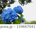 梅雨のイメージ写真 紫陽花	 139667041