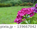 梅雨のイメージ写真 紫陽花	 139667042
