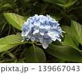 梅雨のイメージ写真 紫陽花	 139667043