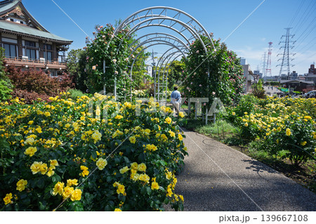 東京都荒川区立 宮前公園 バラ園 東京都荒川区立 宮前公園 バラ園 139667108