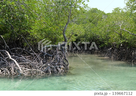 Mangrove Forest Waterway on Phi Phi Island, Thailand Mangrove Forest Waterway on Phi Phi Island, Thailand 139667112