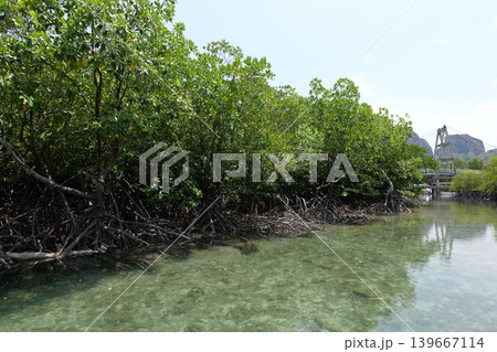 Mangrove Forest Waterway on Phi Phi Island, Thailand Mangrove Forest Waterway on Phi Phi Island, Thailand 139667114