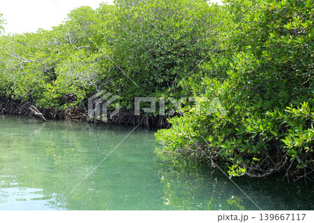 Mangrove Forest Waterway on Phi Phi Island, Thailand Mangrove Forest Waterway on Phi Phi Island, Thailand 139667117