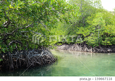 Mangrove Forest Waterway on Phi Phi Island, Thailand 139667118