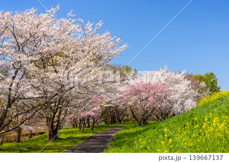 埼玉県熊谷市相上 和田吉野川沿いの桜リバーサイドパーク(大里桜堤) ソメイヨシノとベニシダレ桜並木 埼玉県熊谷市相上 和田吉野川沿いの桜リバーサイドパーク(大里桜堤) ソメイヨシノとベニシダレ桜並木 139667137