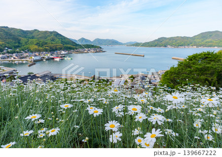 広島県尾道市因島の馬神除虫菊畑と瀬戸内海の絶景風景 139667222