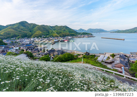 広島県尾道市因島の馬神除虫菊畑と瀬戸内海の絶景風景 広島県尾道市因島の馬神除虫菊畑と瀬戸内海の絶景風景 139667223