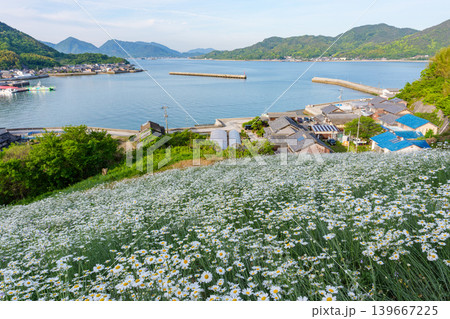 広島県尾道市因島の馬神除虫菊畑と瀬戸内海の絶景風景 139667225