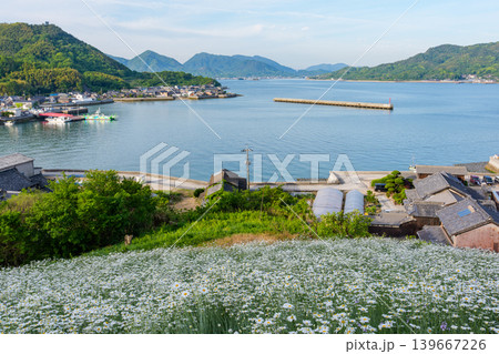 広島県尾道市因島の馬神除虫菊畑と瀬戸内海の絶景風景 139667226