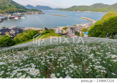 広島県尾道市因島の馬神除虫菊畑と瀬戸内海の絶景風景 139667228