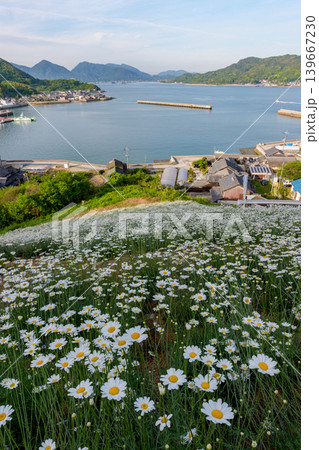 広島県尾道市因島の馬神除虫菊畑と瀬戸内海の絶景風景 139667230
