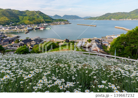 広島県尾道市因島の馬神除虫菊畑と瀬戸内海の絶景風景 139667232