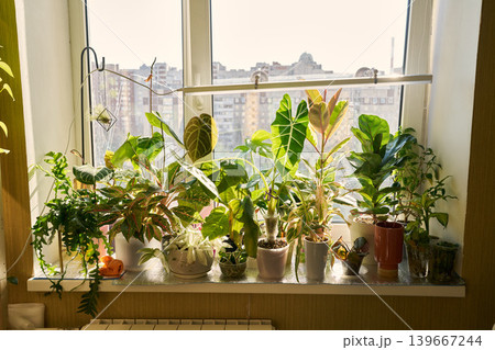 Vibrant plants thrive in communal urban windowsill space 139667244