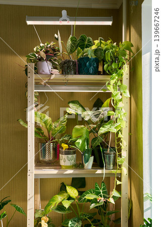 Indoor horticulture area with controlled environment and plant propagation 139667246