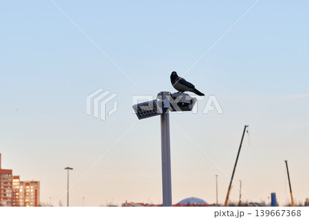 Bird sits quietly on illuminated lamp amidst city lights 139667368