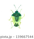 大量発生する臭い害虫カメムシ単体を真上から捉えた墨絵水彩風カラーイラスト 139667544