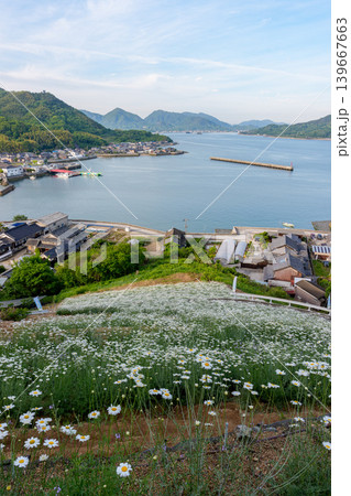 しまなみ海道因島 馬神除虫菊畑と瀬戸内海の懐かしい風景 139667663