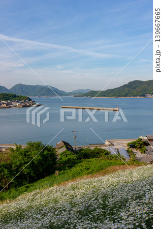 しまなみ海道因島 馬神除虫菊畑と瀬戸内海の懐かしい風景 139667665