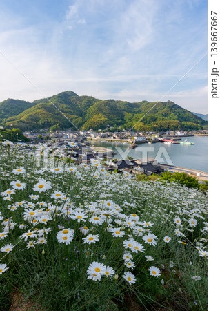 しまなみ海道因島 馬神除虫菊畑と瀬戸内海の懐かしい風景 139667667