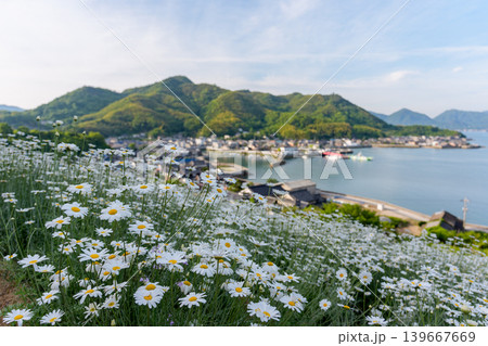 しまなみ海道因島 馬神除虫菊畑と瀬戸内海の懐かしい風景 しまなみ海道因島 馬神除虫菊畑と瀬戸内海の懐かしい風景 139667669