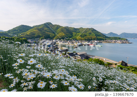 しまなみ海道因島 馬神除虫菊畑と瀬戸内海の懐かしい風景 しまなみ海道因島 馬神除虫菊畑と瀬戸内海の懐かしい風景 139667670