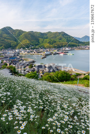 しまなみ海道因島 馬神除虫菊畑と瀬戸内海の懐かしい風景 しまなみ海道因島 馬神除虫菊畑と瀬戸内海の懐かしい風景 139667672
