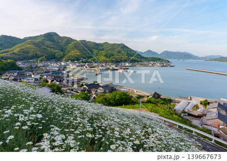 しまなみ海道因島 馬神除虫菊畑と瀬戸内海の懐かしい風景 しまなみ海道因島 馬神除虫菊畑と瀬戸内海の懐かしい風景 139667673