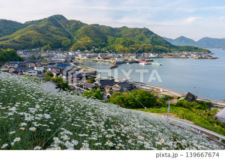 しまなみ海道因島 馬神除虫菊畑と瀬戸内海の懐かしい風景 139667674