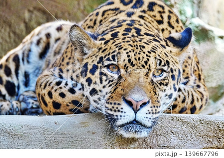 アムールヒョウ 139667796
