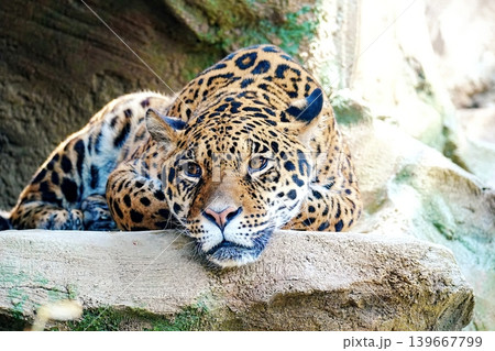 アムールヒョウ アムールヒョウ 139667799