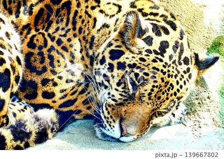 アムールヒョウ アムールヒョウ 139667802