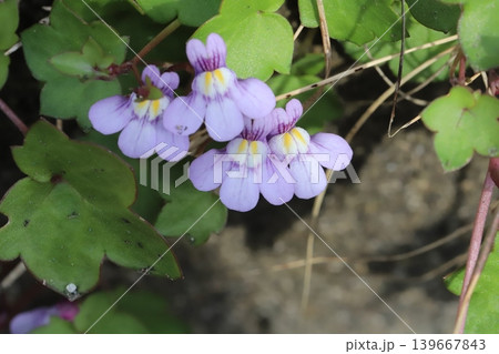 春の道端に咲く薄紫色に白や黄色の色が混じった小さなツタバウンランの花 春の道端に咲く薄紫色に白や黄色の色が混じった小さなツタバウンランの花 139667843