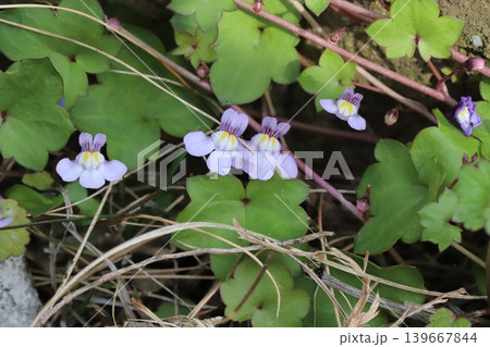 春の道端に咲く薄紫色に白や黄色の色が混じった小さなツタバウンランの花 139667844