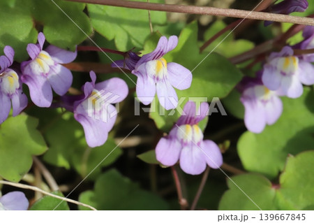 春の道端に咲く薄紫色に白や黄色の色が混じった小さなツタバウンランの花 春の道端に咲く薄紫色に白や黄色の色が混じった小さなツタバウンランの花 139667845
