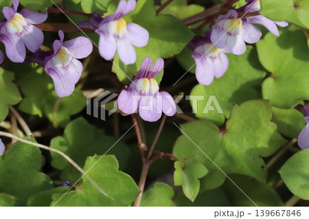 春の道端に咲く薄紫色に白や黄色の色が混じった小さなツタバウンランの花 春の道端に咲く薄紫色に白や黄色の色が混じった小さなツタバウンランの花 139667846