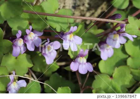 春の道端に咲く薄紫色に白や黄色の色が混じった小さなツタバウンランの花 春の道端に咲く薄紫色に白や黄色の色が混じった小さなツタバウンランの花 139667847