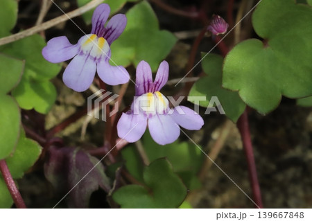 春の道端に咲く薄紫色に白や黄色の色が混じった小さなツタバウンランの花 春の道端に咲く薄紫色に白や黄色の色が混じった小さなツタバウンランの花 139667848