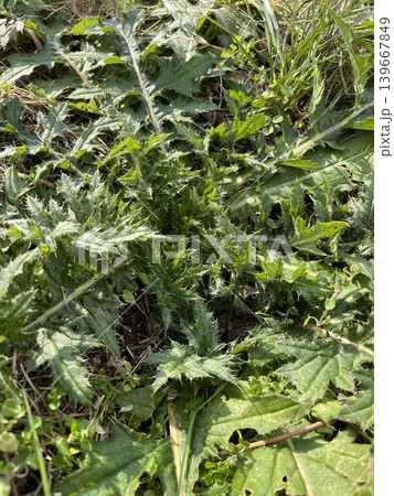 春の野原に自生する外来植物アメリカオニアザミの若葉とトゲ 春の野原に自生する外来植物アメリカオニアザミの若葉とトゲ 139667849