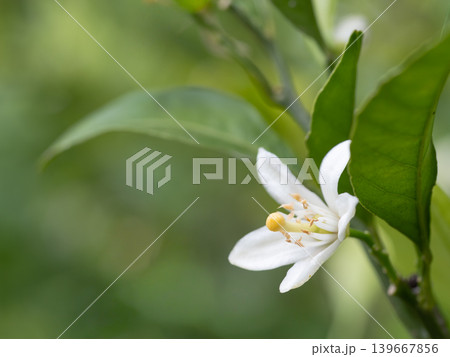 初夏に咲くミカンの花 139667856