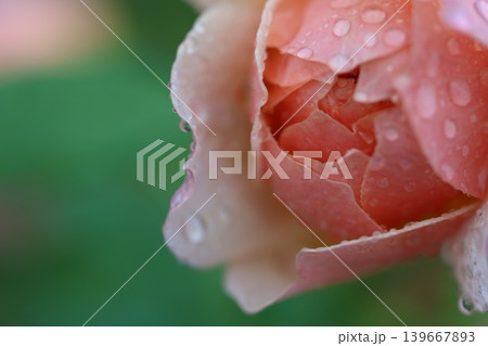 雨に濡れた秋のバラ 雨に濡れた秋のバラ 139667893