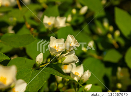 Close-up shot of bowl-shaped white flowers with Prominent yellow stamens of the Sweet mock orange. Close-up shot of bowl-shaped white flowers with Prominent yellow stamens of the Sweet mock orange. 139667970