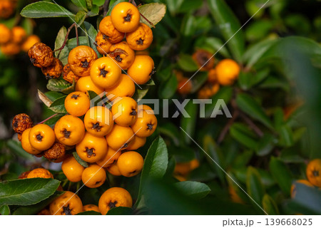 Close-up Bunches of yellow berry Pyracantha Coccinea in autumn garden. Orange fruits of narrow leaf firethorn genus of thorny evergreen shrub from Rosaceae family. Close-up Bunches of yellow berry Pyracantha Coccinea in autumn garden. Orange fruits of narrow leaf firethorn genus of thorny evergreen shrub from Rosaceae family. 139668025