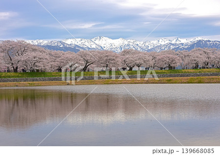 春の三重奏 桜と北アルプス 富山県朝日町 春の三重奏 桜と北アルプス 富山県朝日町 139668085