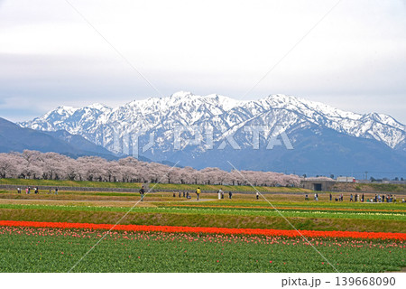 あさひ舟川 桜とチューリップと後立山連峰 富山県朝日町 あさひ舟川 桜とチューリップと後立山連峰 富山県朝日町 139668090