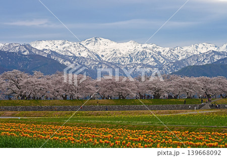 春の三重奏 桜とチューリップと北アルプス 富山県朝日町 春の三重奏 桜とチューリップと北アルプス 富山県朝日町 139668092